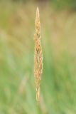 Calamagrostis glomerata