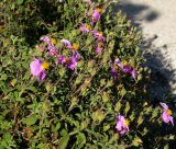 Cistus tauricus