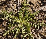 Centaurea adpressa