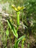 Acanthocephalus benthamianus. Верхушка побега с соцветием-корзинкой. Казахстан, Сырдарьинский Каратау, около 4 км на север от перевала Турлан, верх. р. Турлан. 18.05.2014.