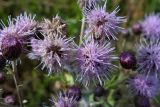 Cirsium setosum