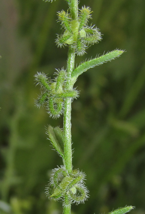 Image of Rochelia retorta specimen.