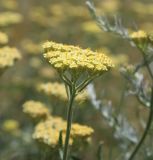 Achillea × submicrantha