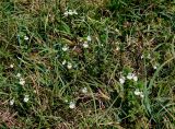 Euphrasia stricta