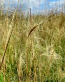 Hordeum jubatum. Соплодия. Кемеровская обл., г. Белово, пойма р. Малый Бачат, заливной разнотравный луг. 21.08.2016.