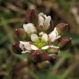 Cochlearia danica