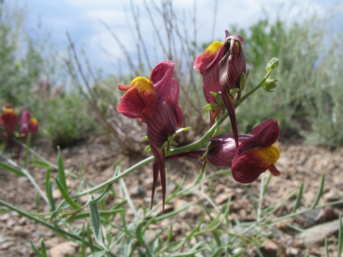 Изображение особи Linaria ramosa.