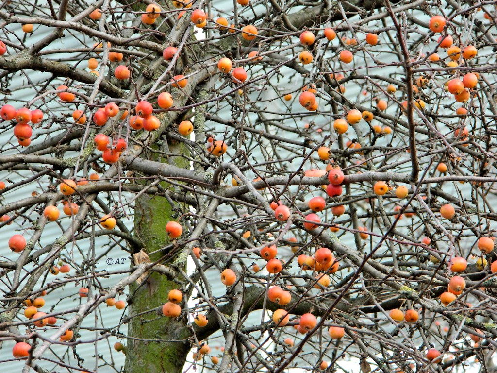 Изображение особи род Malus.