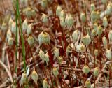 род Polytrichum