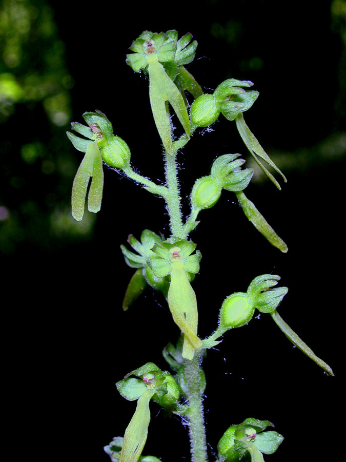 Изображение особи Listera ovata.