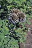 Echinops bannaticus