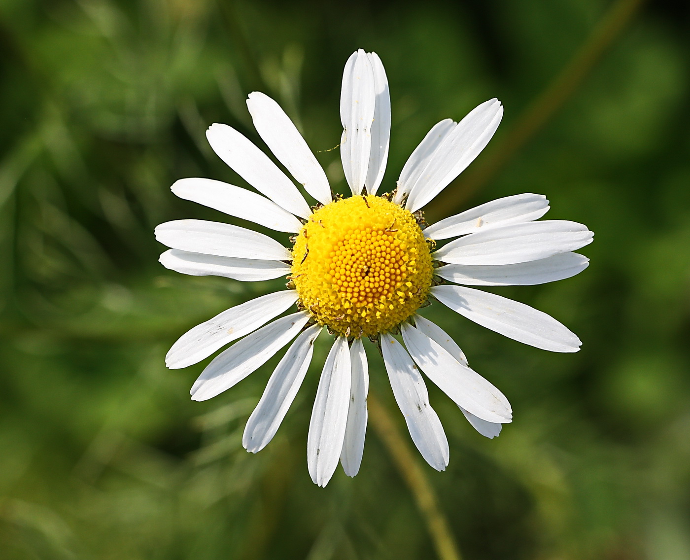 Изображение особи Tripleurospermum inodorum.