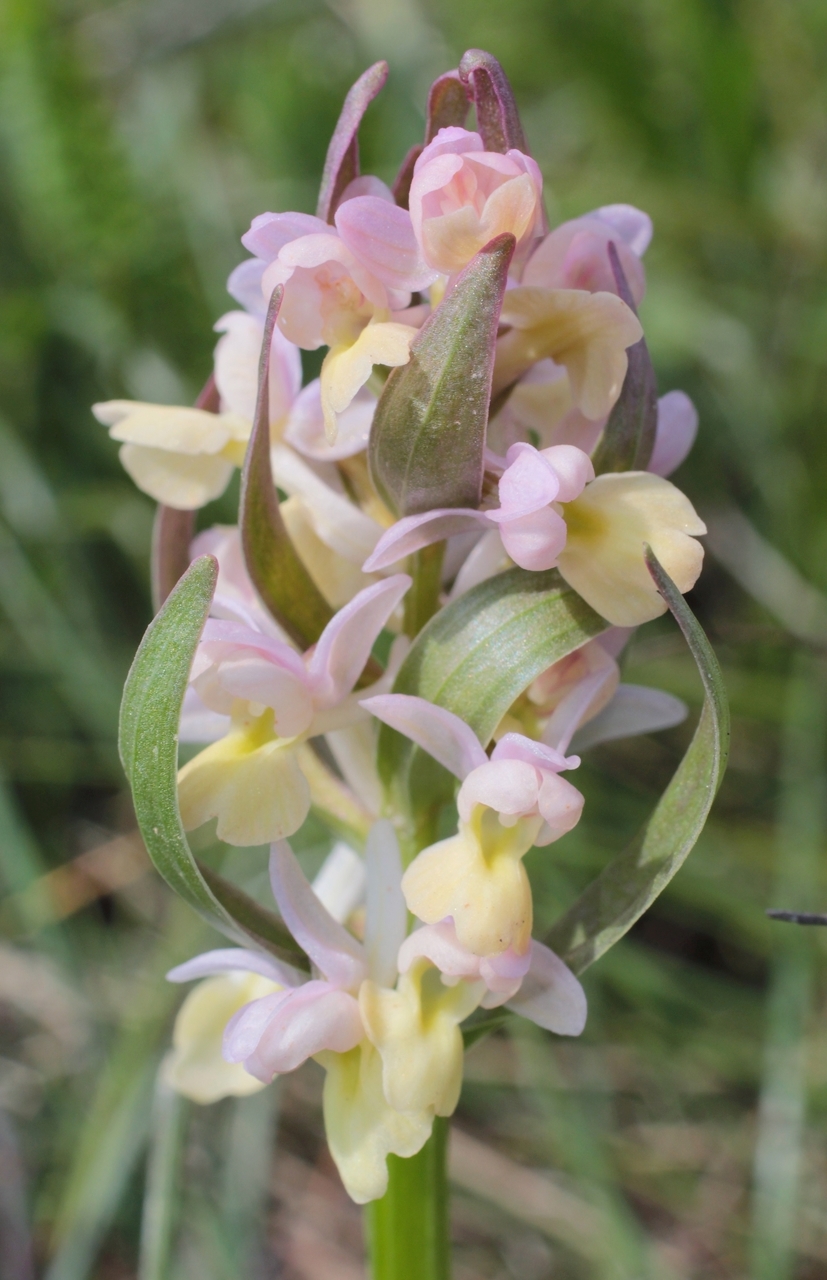 Изображение особи Dactylorhiza romana ssp. georgica.