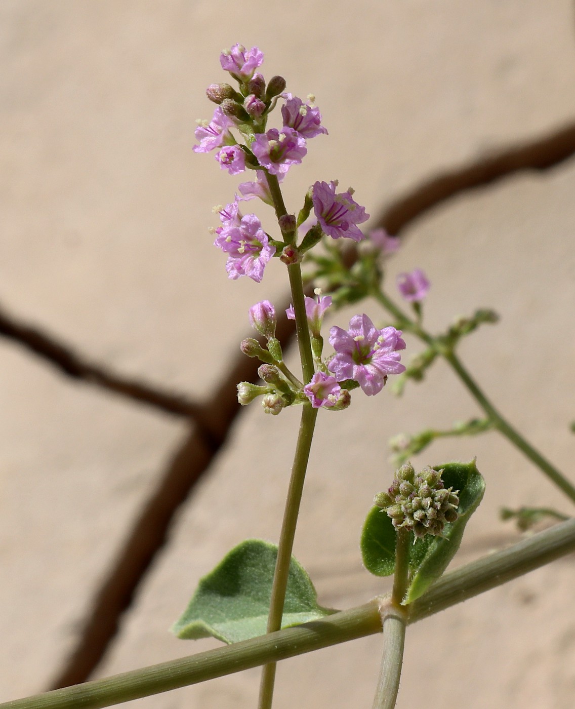 Image of Commicarpus helenae specimen.