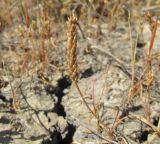 Plantago tenuiflora. Плодоносящее растение. Крым, Керченский п-ов, Приазовье, Караларская степь, засолённая степь. 29 мая 2018 г.