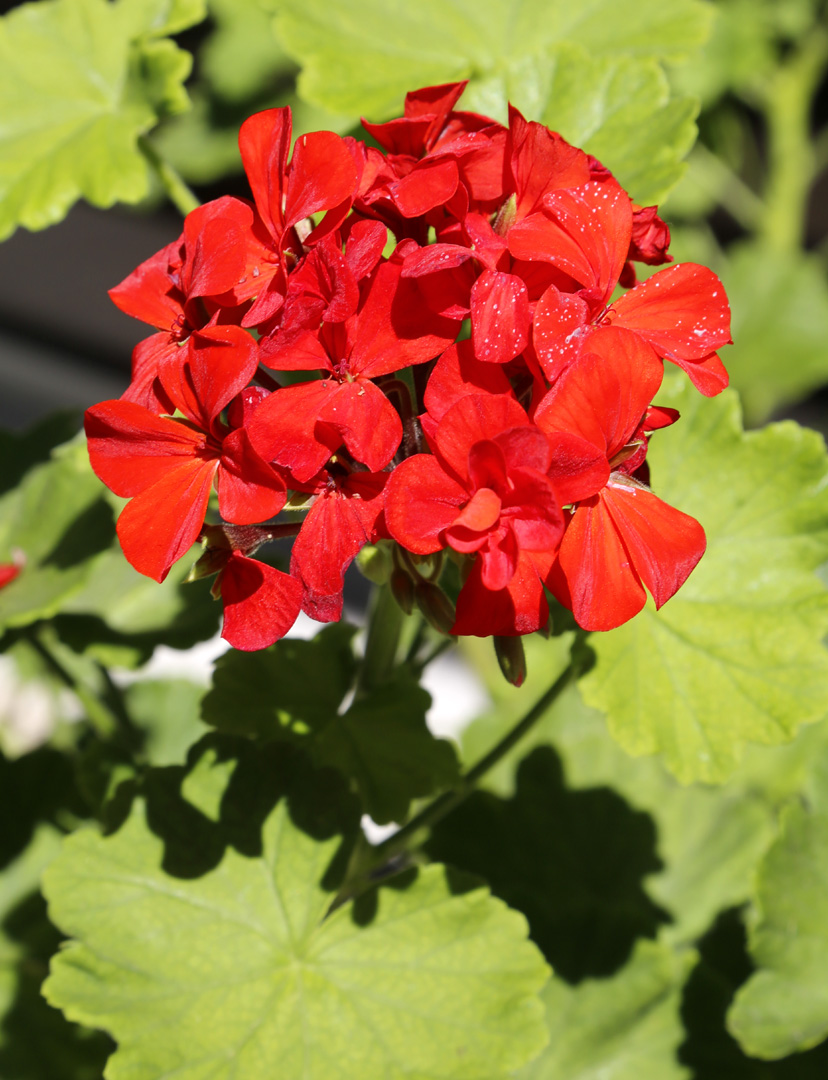 Изображение особи Pelargonium hortorum.