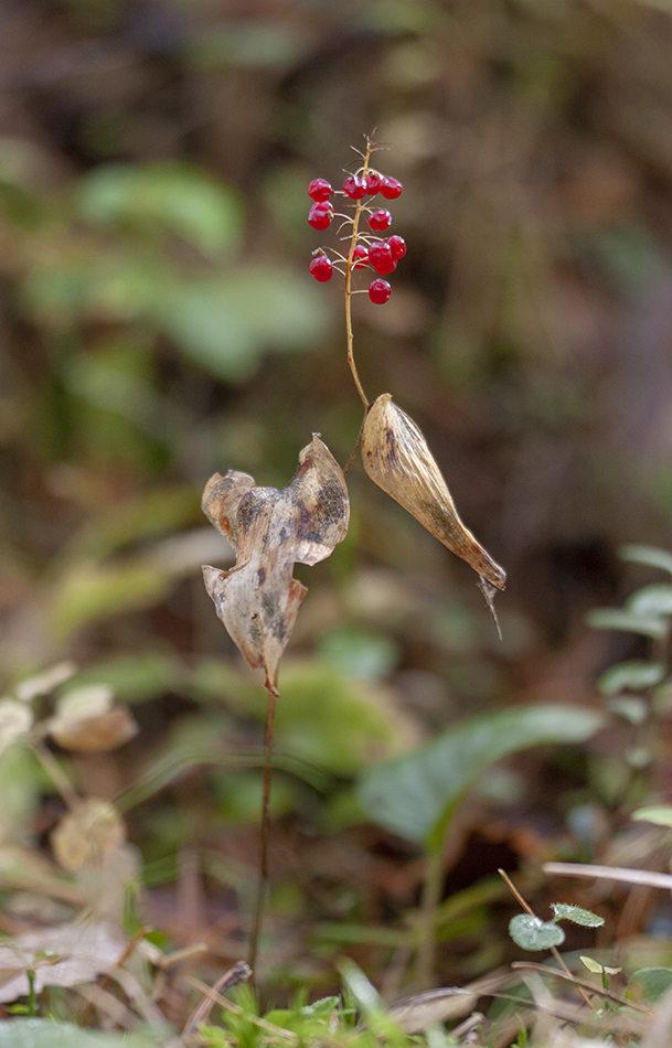 Изображение особи Maianthemum bifolium.