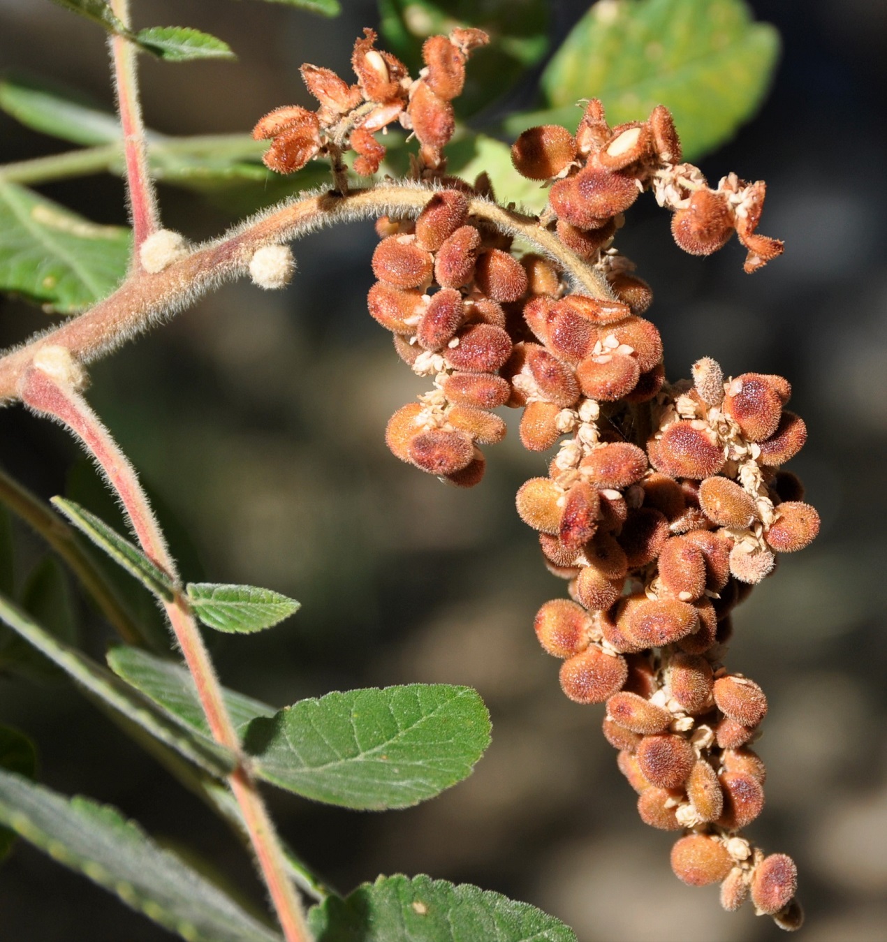 Изображение особи Rhus coriaria.