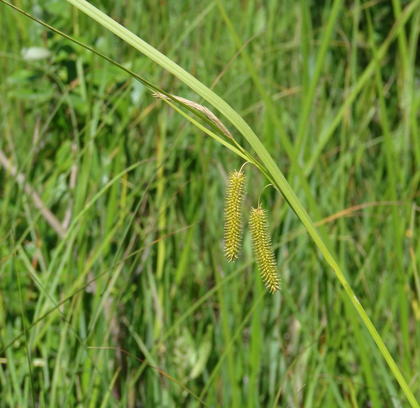 Изображение особи Carex pseudocyperus.