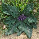 Mandragora autumnalis