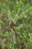 Salix phylicifolia