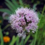 Allium nutans. Соцветие. Пермский край, г. Пермь, Свердловский р-н, ул. Революции, клумба у дома № 18. 07.08.2019.