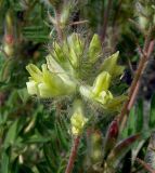 Oxytropis pilosa. Соцветие. Республика Алтай, окр-ти с. Онгудай, склон к левому берегу р. Урсул. 05.08.2010.