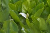 Calla palustris