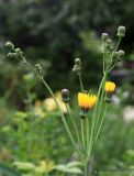 Sonchus arvensis подвид uliginosus. Общее соцветие с цветущими и развивающимися корзинками. Тульская обл., пос. Дубна, дачный участок, сорное. 16.07.2020.