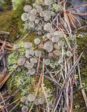 род Cladonia