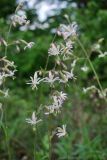 Silene nutans