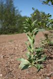 Isatis tinctoria