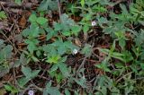 Geranium wilfordii