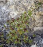 Thymus bashkiriensis. Растение в начале цветения. Пермский край, Кунгурский р-н, окр. с. Каширино, долина р. Сылва, обнажение гипсов, вершина скального выступа. 06.06.2021.