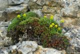 Saxifraga juniperifolia. Цветущее растение в верхнем поясе гор. Азербайджан, Губинский р-н, ущелье р. Кудиалчай. 22.04.2010.