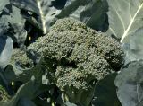 Brassica oleracea разновидность italica