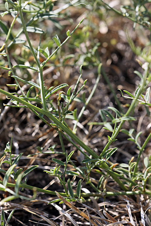 Изображение особи Vicia tetrasperma.