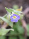 Nonea versicolor