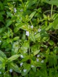 Veronica anagallis-aquatica