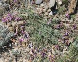 Astragalus subuliformis. Цветущее растение. Крым, Южный берег, гора Меганом. 07.05.2011.