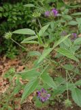 Psoralea bituminosa ssp. pontica