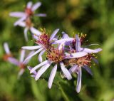 Galatella coriacea