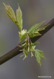 Acer negundo