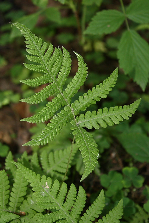 Изображение особи Phegopteris connectilis.