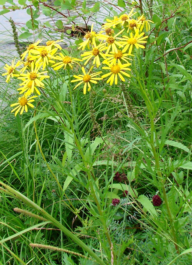 Изображение особи Senecio erucifolius.