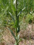 Verbascum blattaria