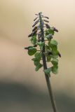 Muscari neglectum