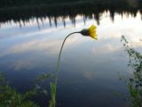 Hieracium alpinum