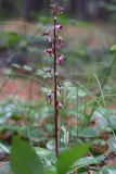 Pyrola incarnata. Цветонос с увядающими цветками. Бурятия, Баунтовский эвенкийский район, окр. пос. Северный, лиственничная тайга. 23.07.2013.