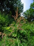 Calamagrostis langsdorffii